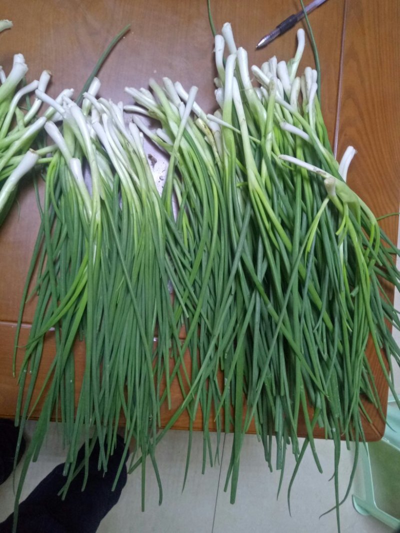 香葱小葱35~40cm