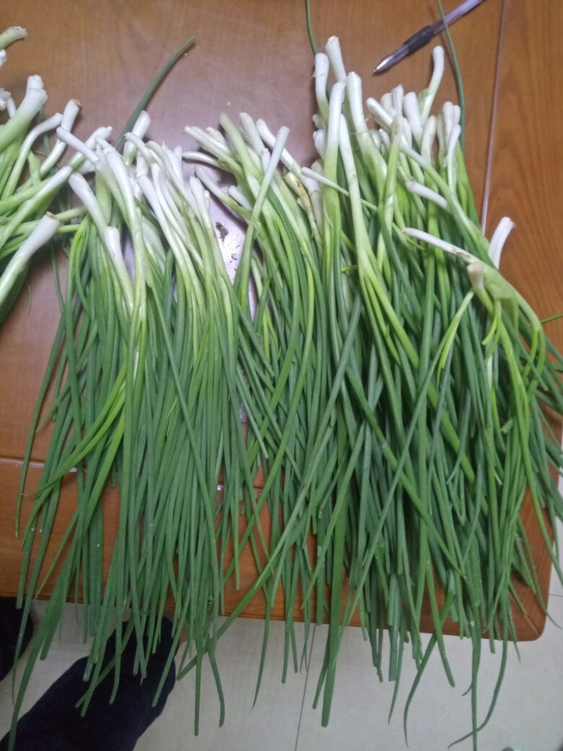 香葱小葱35~40cm