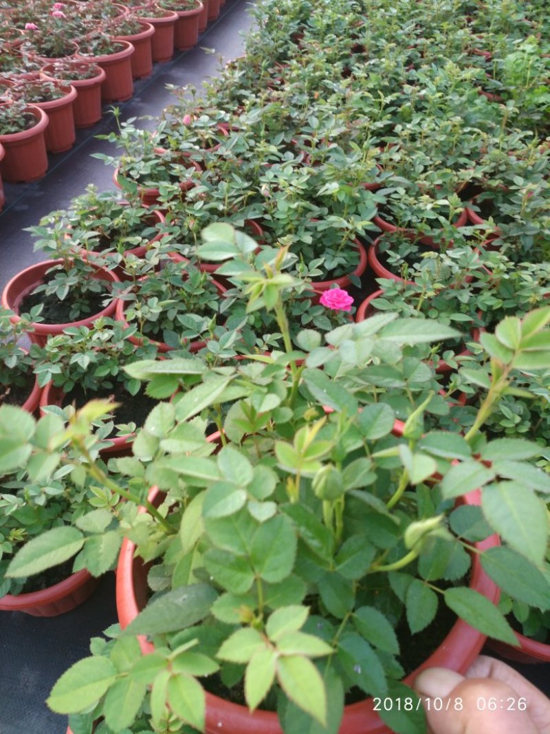 欧洲月季花