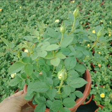 欧洲月季花
