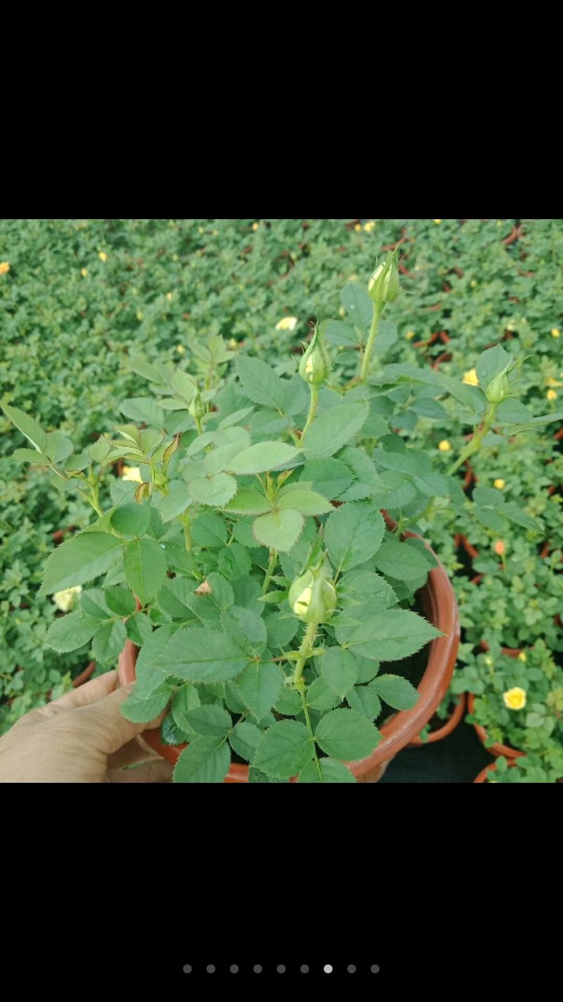 欧洲月季花