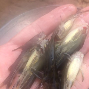 丁桂鱼10cm以下