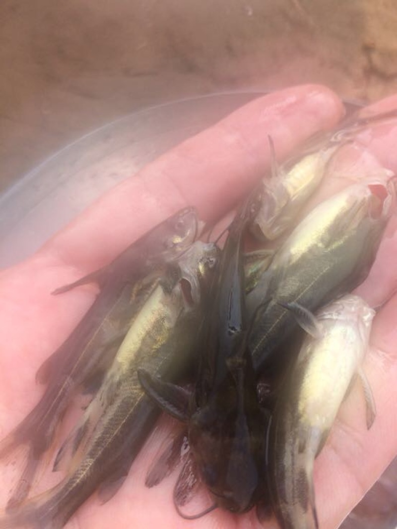 丁桂鱼10cm以下