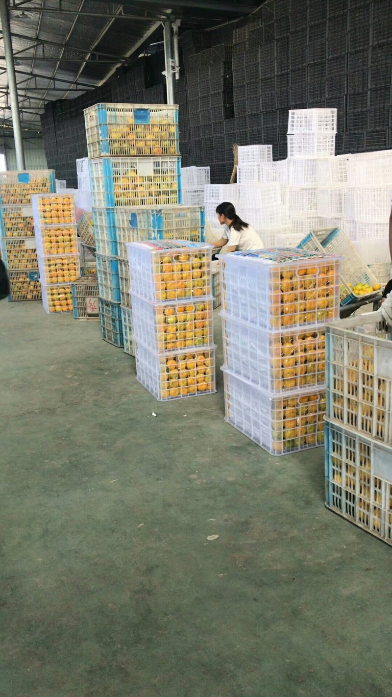特早带叶蜜橘，酸甜适中，欢迎来果园看货订购包装加工一条龙