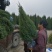 望都塔桧河北望都大田苗1.2米自然塔形景观绿化
