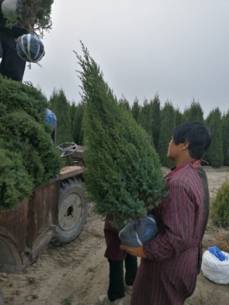 望都塔桧河北望都大田苗1.2米自然塔形景观绿化