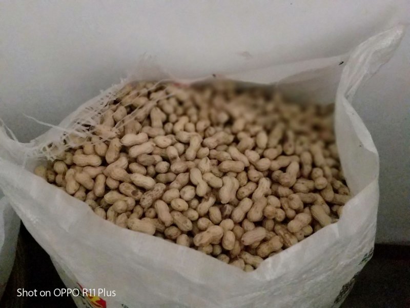 小红花生干的