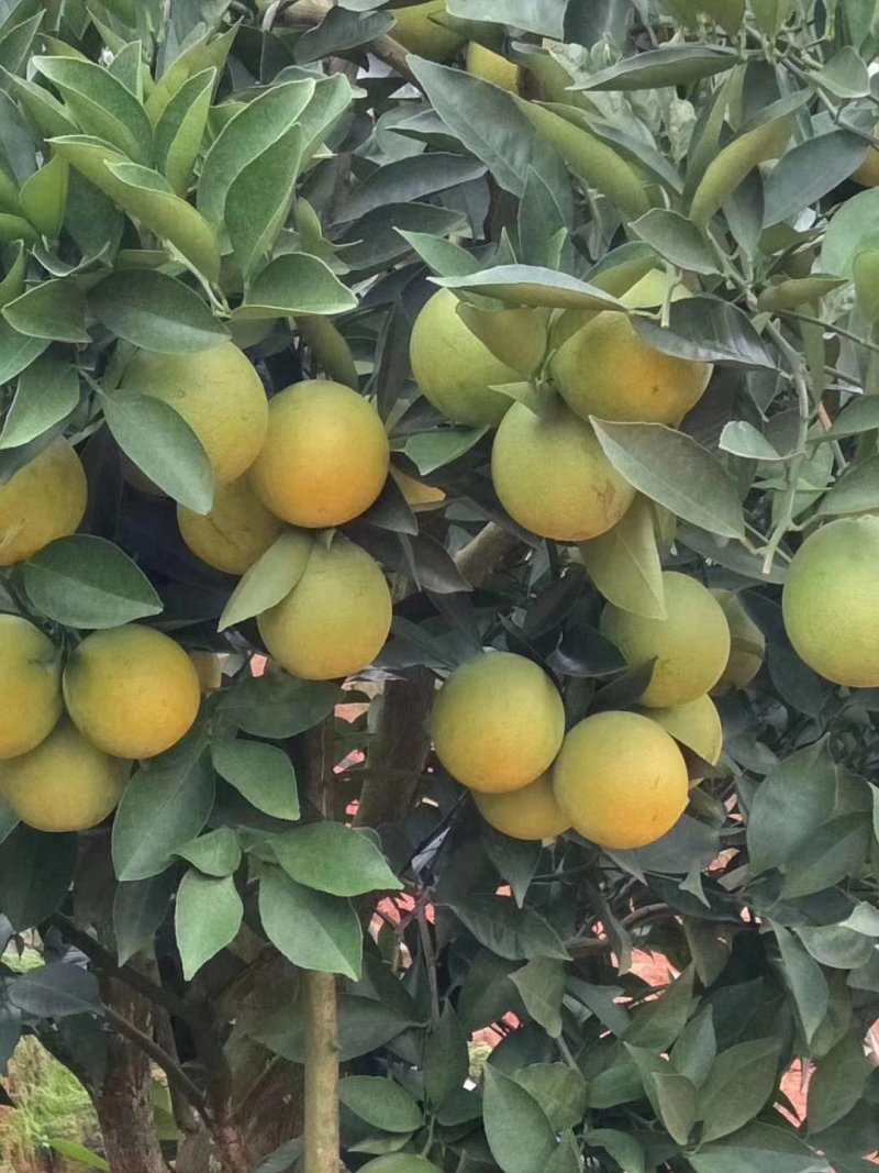 云南冰糖橙