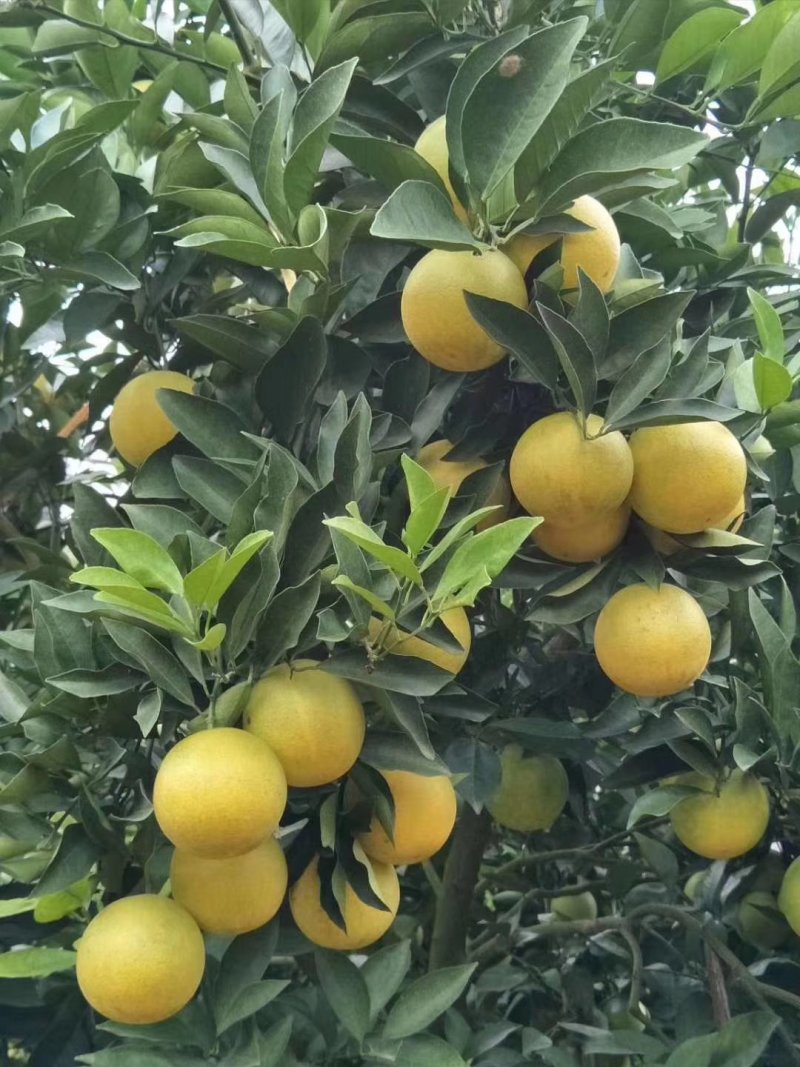 云南冰糖橙