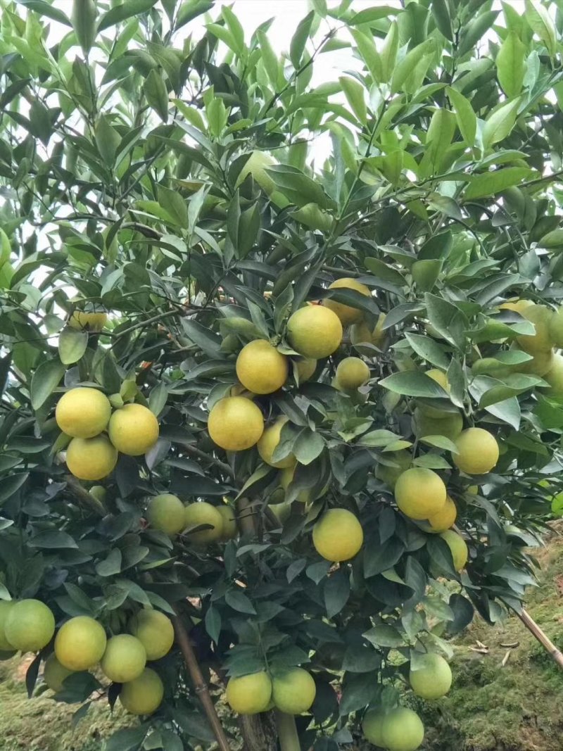 云南冰糖橙