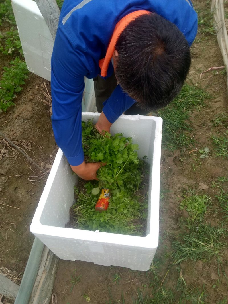 本合作社常年供应各种芹菜苗，质量有保证，发货快