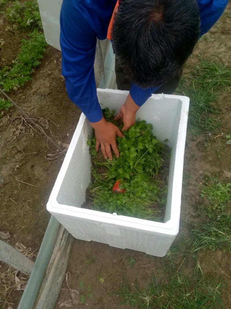 本合作社常年供应各种芹菜苗，质量有保证，发货快