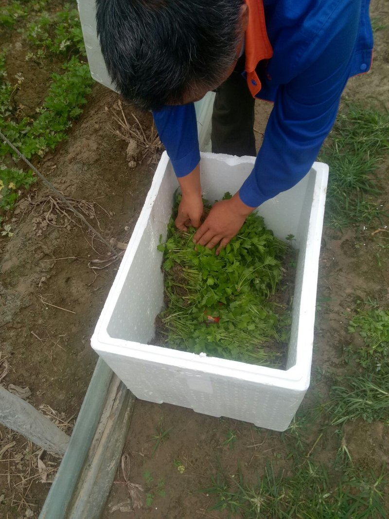 本合作社常年供应各种芹菜苗，质量有保证，发货快