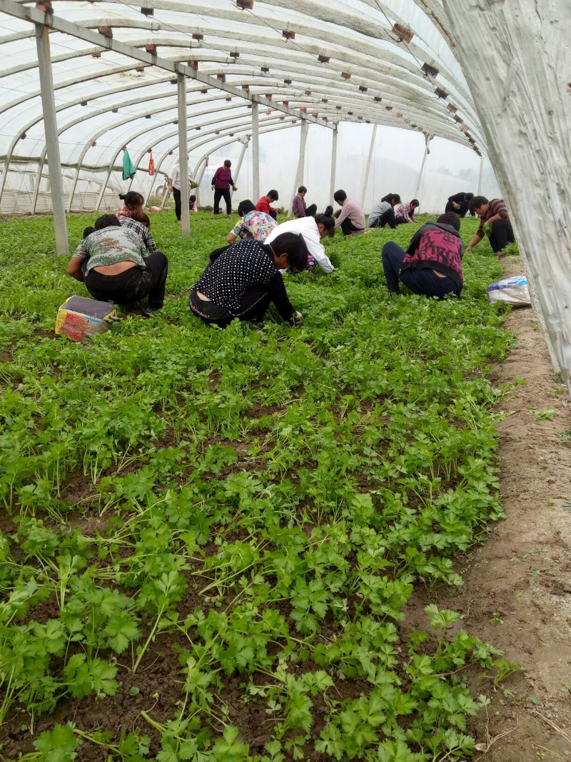 本合作社常年供应各种芹菜苗，质量有保证，发货快
