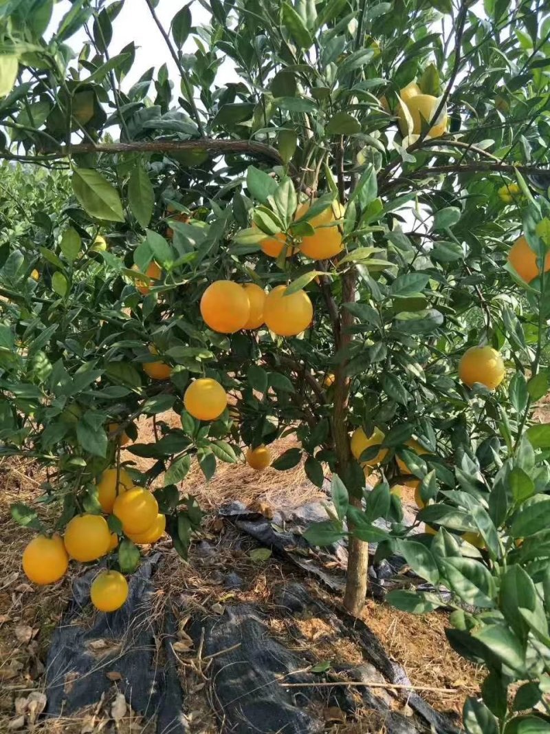 江西赣州脐橙