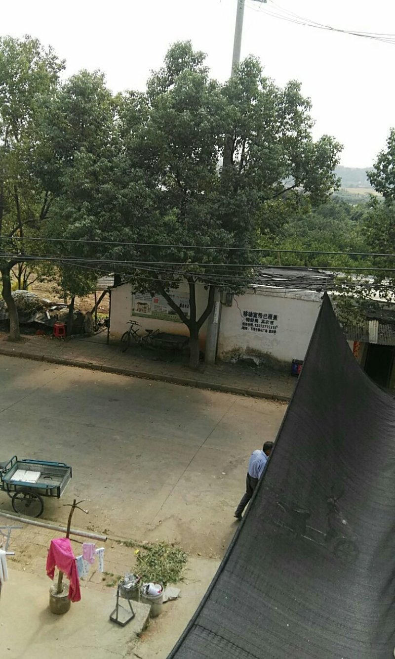 樟树