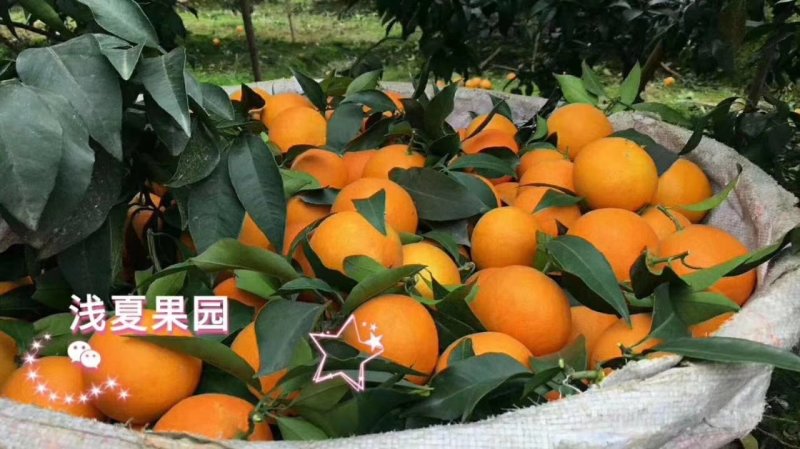 爱媛果冻橙