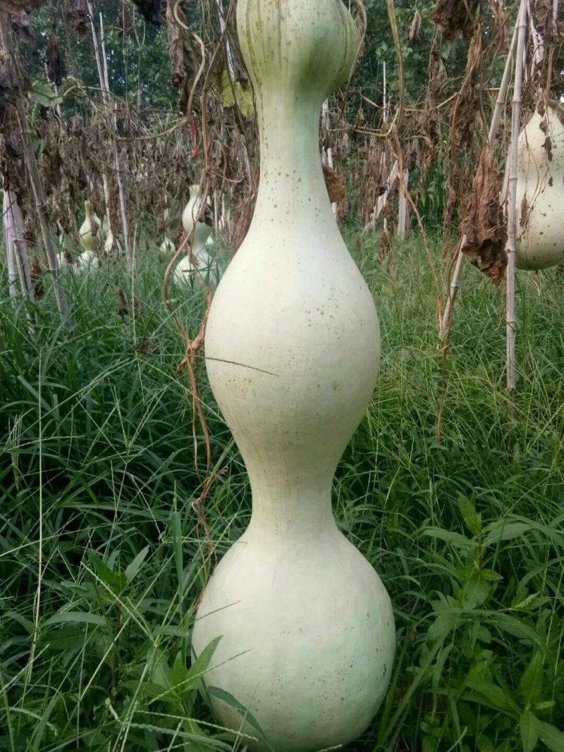 供应9O多公分，大八宝，1.5米大油锤，鹤首等文玩葫芦种
