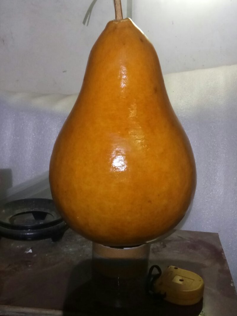 供应各种文玩葫芦种子