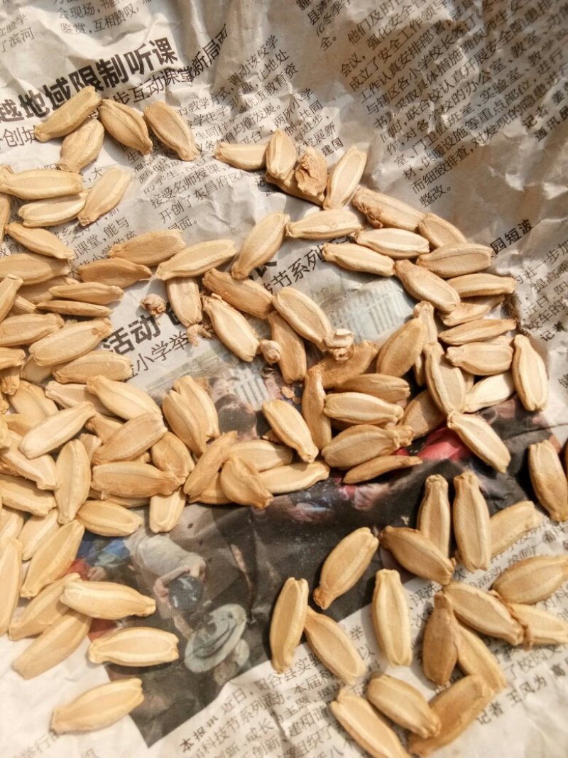 供应各种文玩葫芦种子