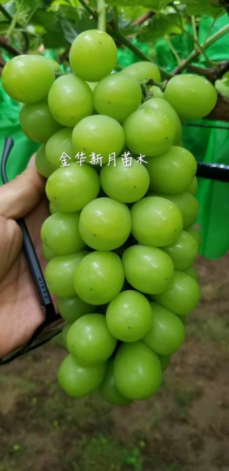 阳光玫瑰葡萄苗浙江金华葡萄苗，5bb砧木嫁接苗