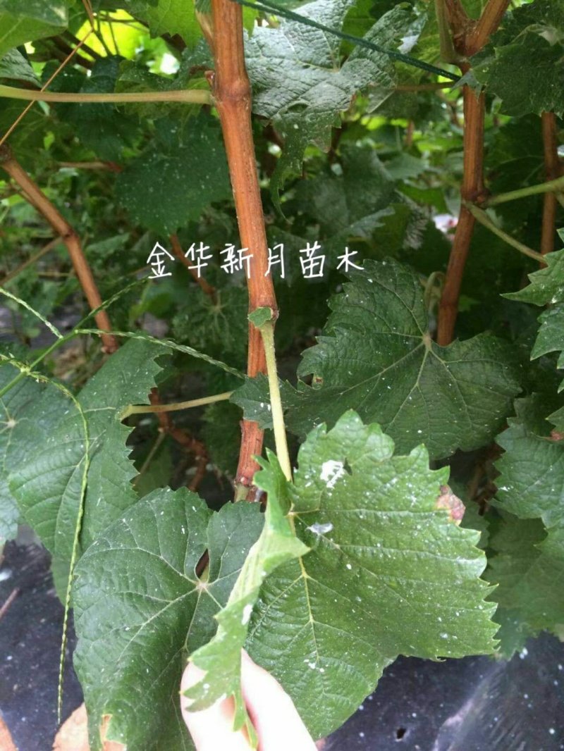 阳光玫瑰葡萄苗浙江金华葡萄苗，5bb砧木嫁接苗