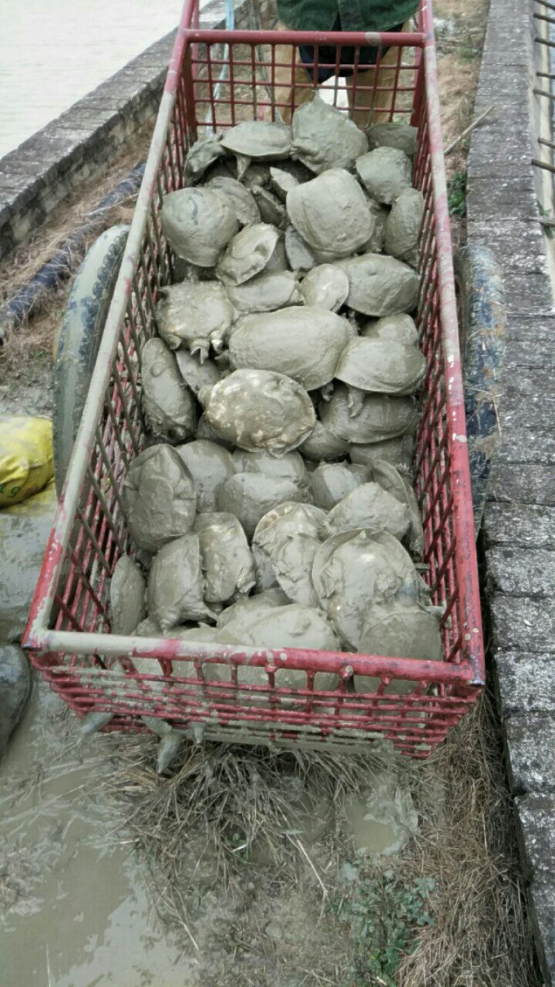中华鳖