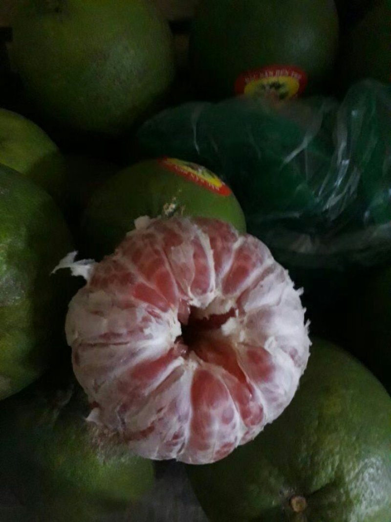 三红蜜柚苗可视频看货支持线上交易产地直销