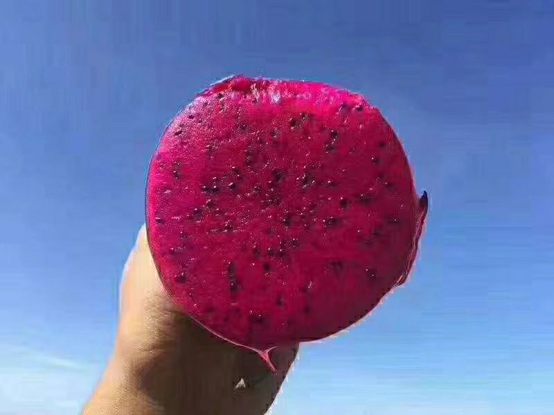 海南京都一号火龙果基地长期批发供应