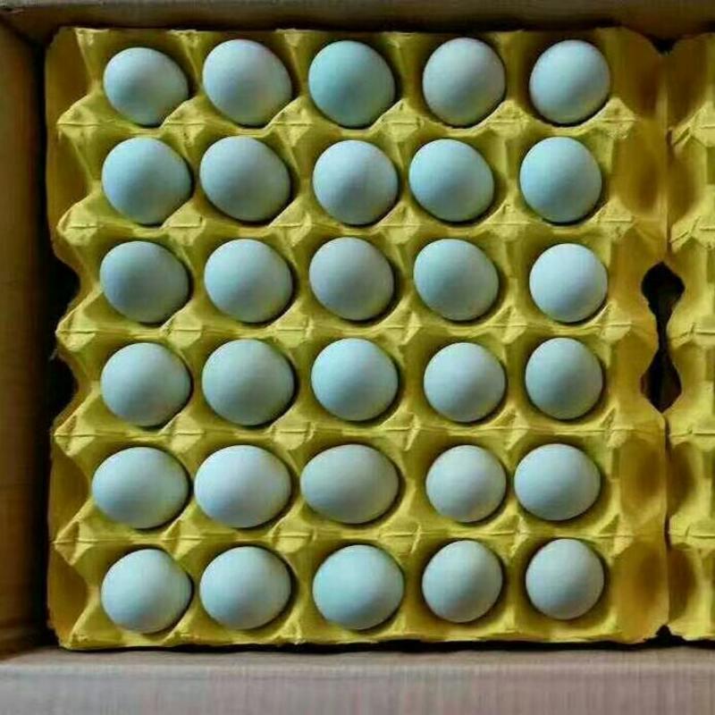 绿壳鸡蛋珍珠鸡蛋鸡蛋五黑鸡蛋土鸡蛋农家散养土鸡蛋