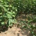 黄栌小苗0.8以上易成活无病虫害