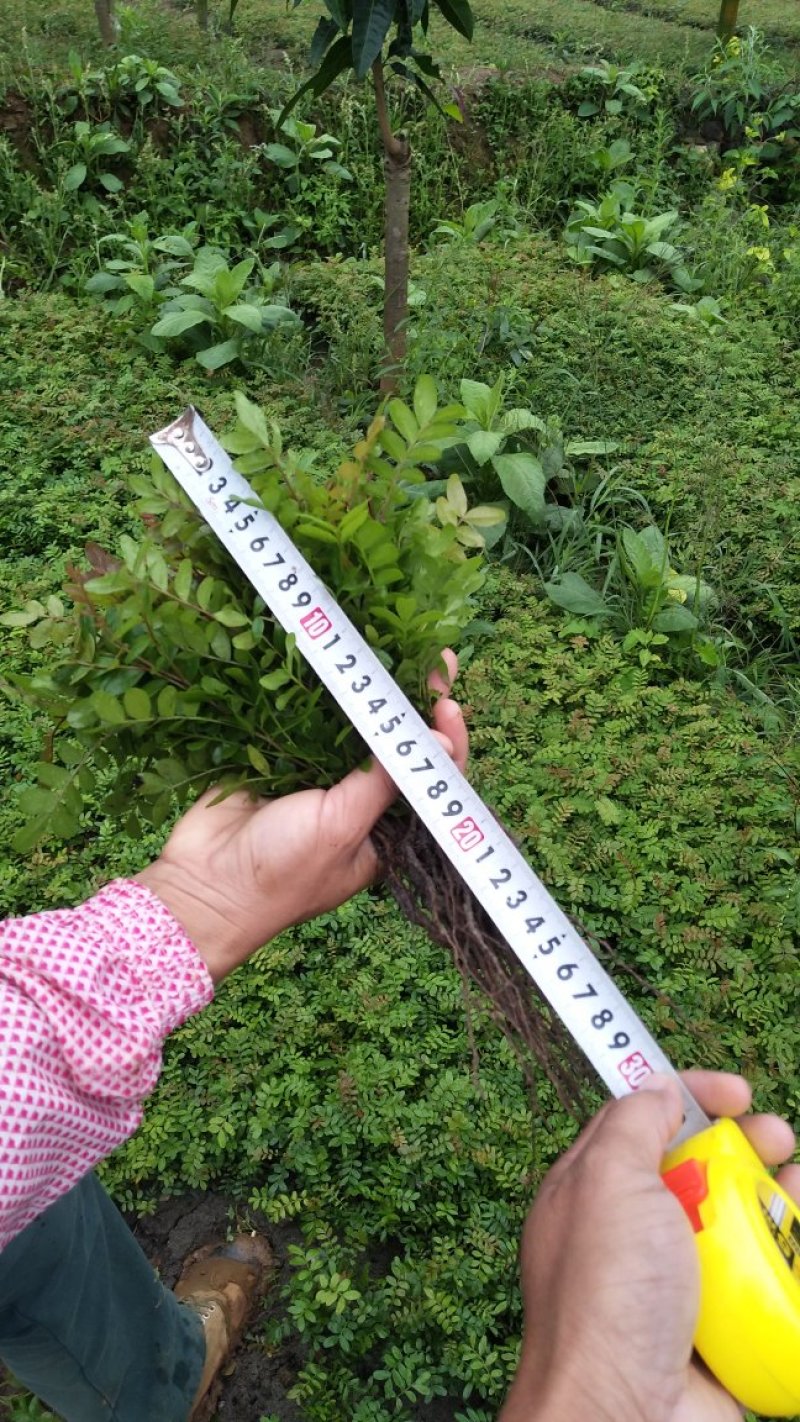 云南保山潞江坝清香木小苗