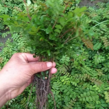 云南保山潞江坝清香木小苗
