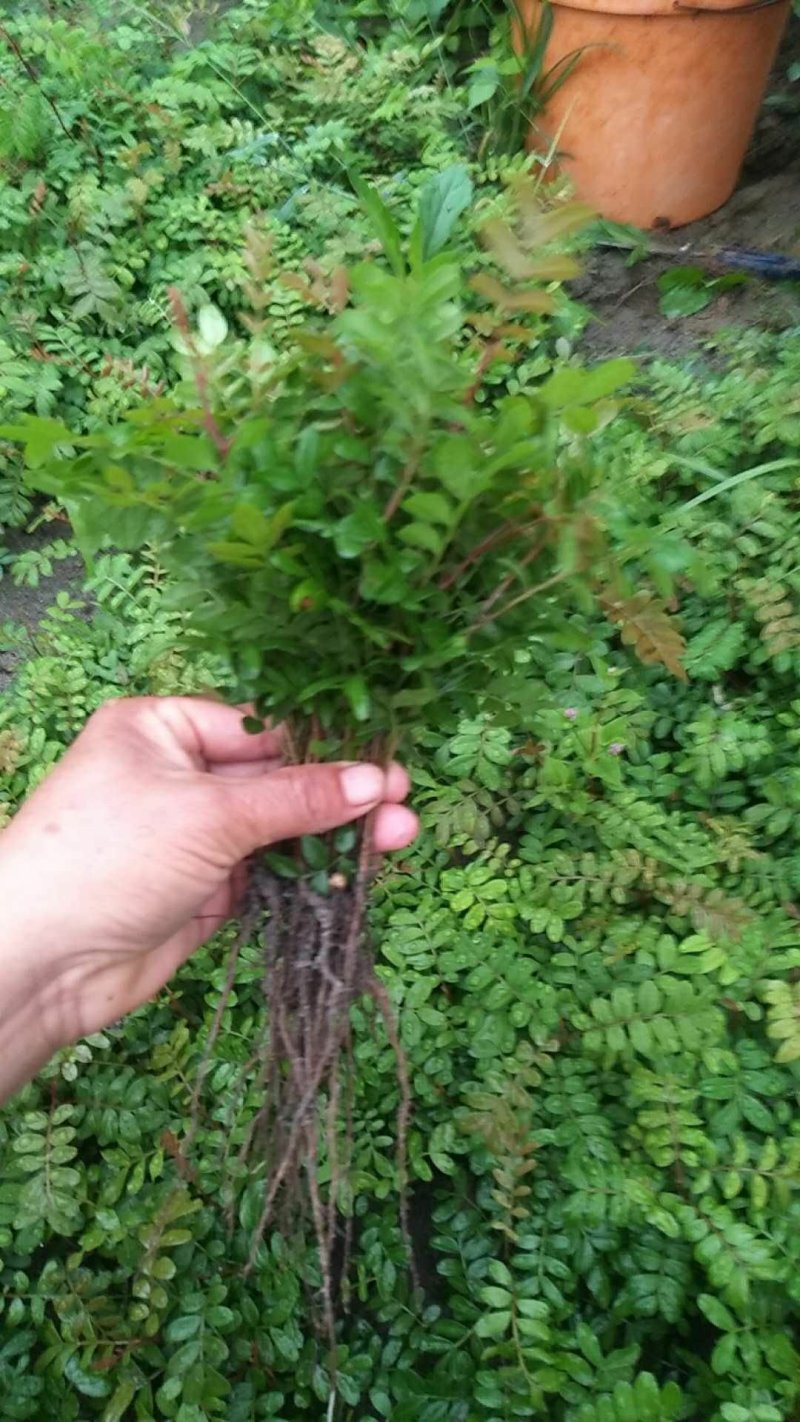 云南保山潞江坝清香木小苗
