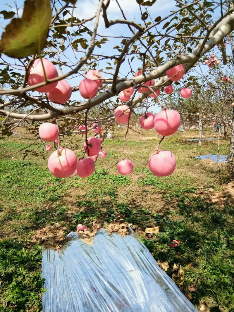 洛川红富士苹果，冷库商品，通货，