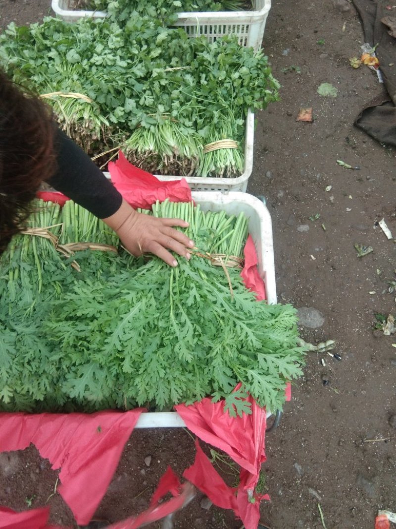 茼蒿