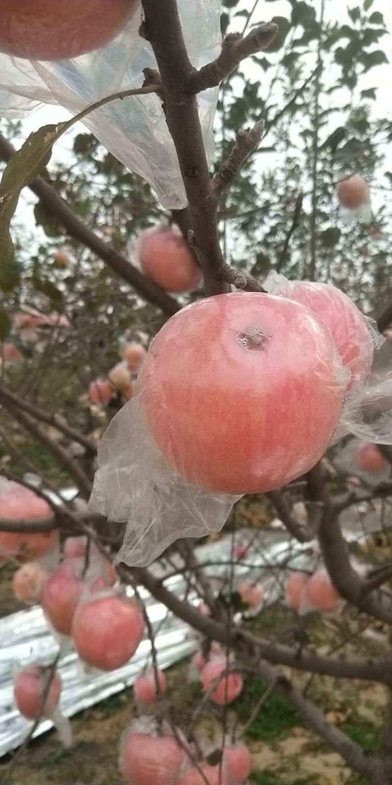 红富士