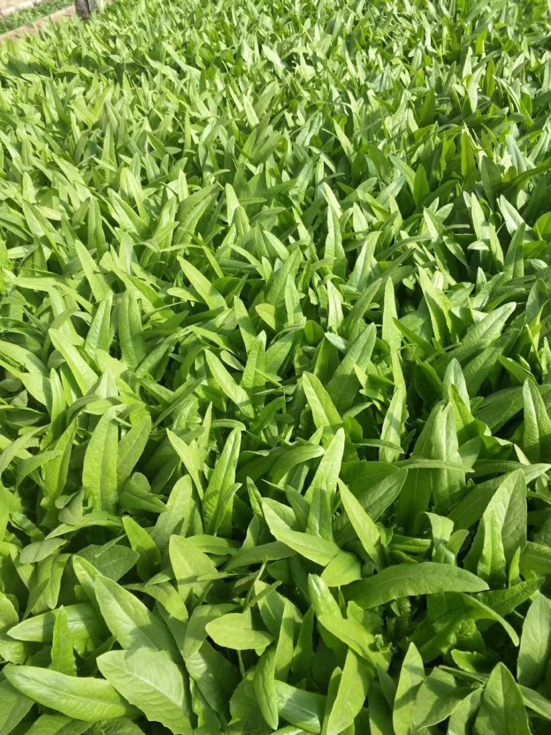油麦菜30~35厘米以上