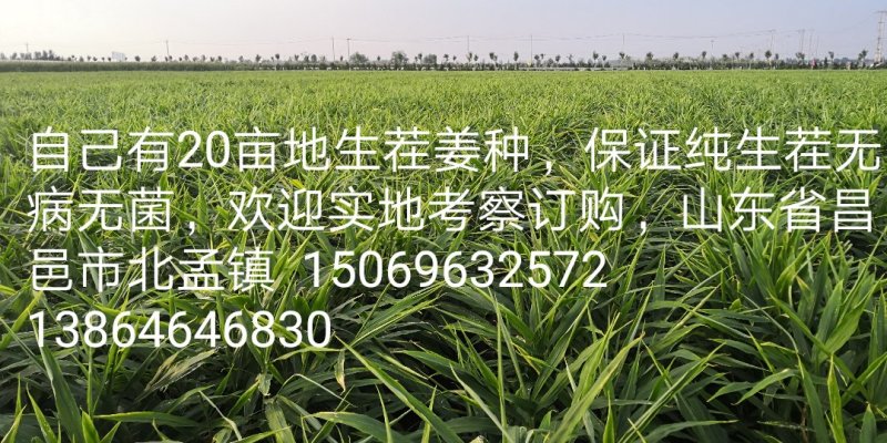 2018年纯生茬姜种