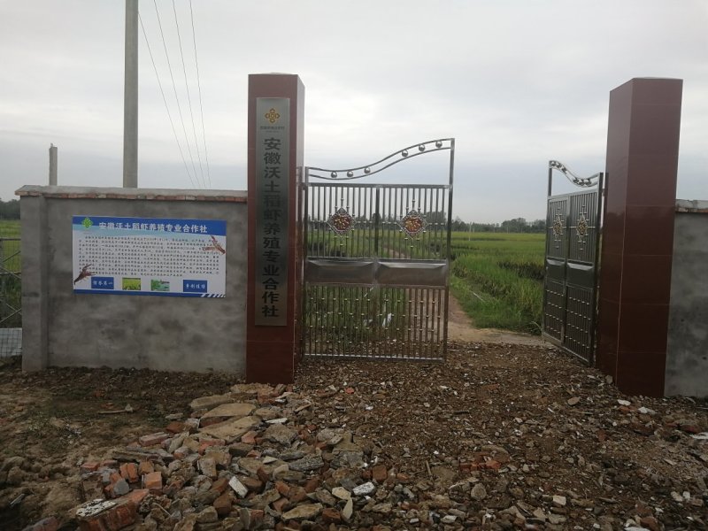 无公害稻虾米