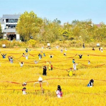 无公害稻虾米