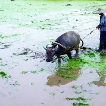 稻虾米