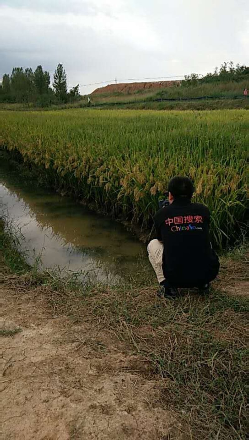 稻虾米