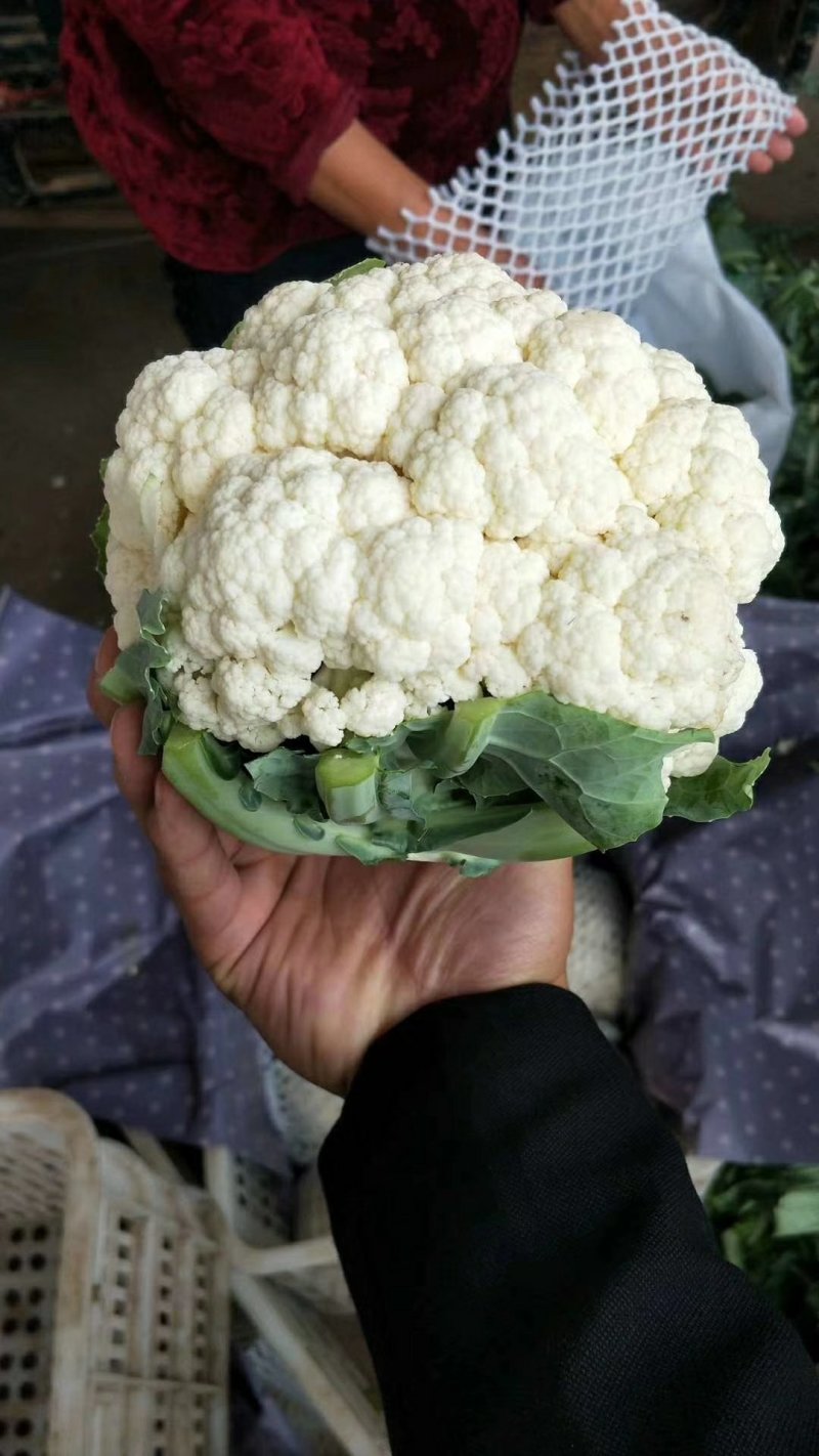 菜花大量上市，产地直发，一手货源，品质正宗现货供应