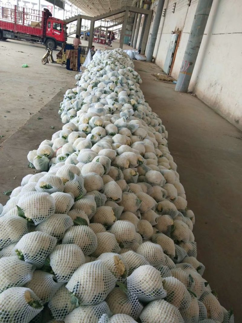 菜花大量上市，产地直发，一手货源，品质正宗现货供应