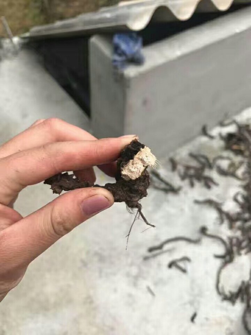 柠檬