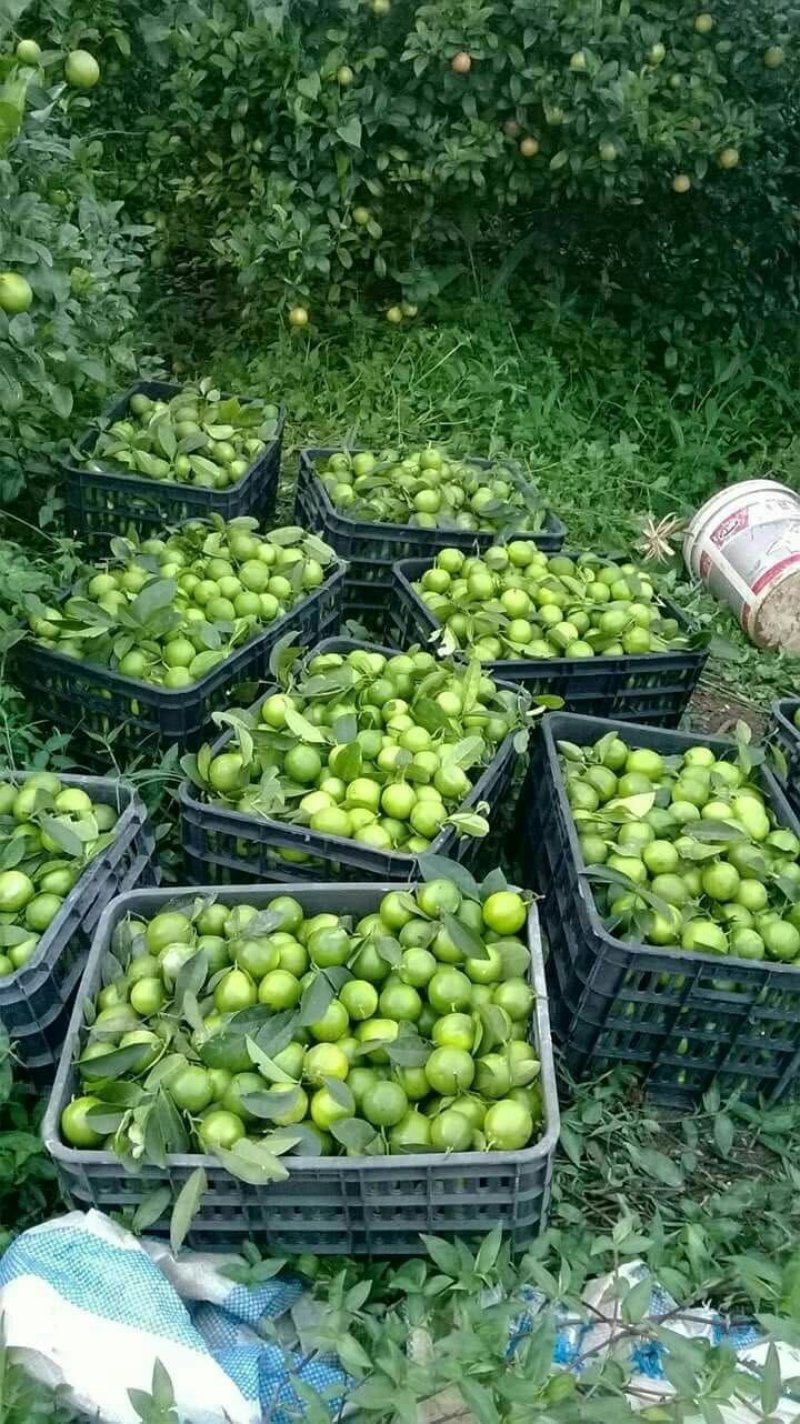 柠檬