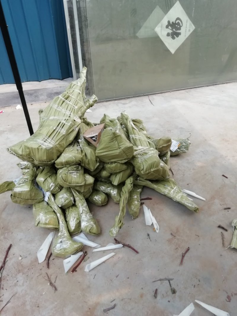 优质葡萄苗供应基地