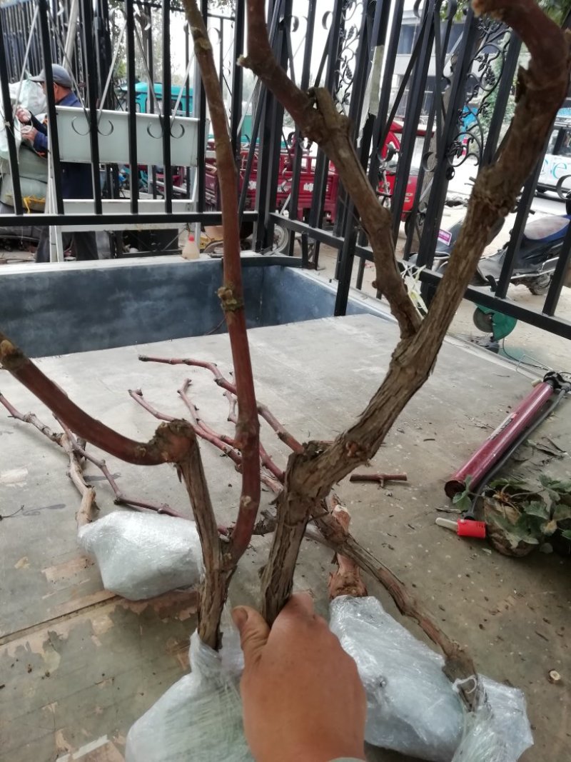 优质葡萄苗供应基地