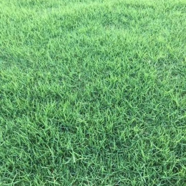 沙培果岭草混播黑麦草